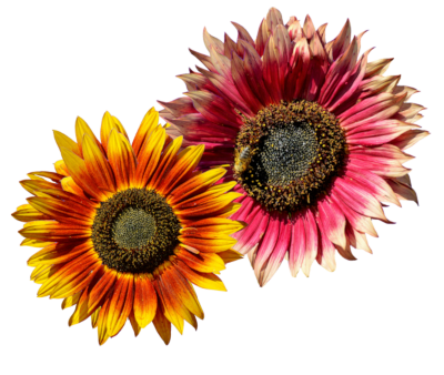 Praxis für Psychotherapie - Frau Determann - Content - Sonnenblumen 1